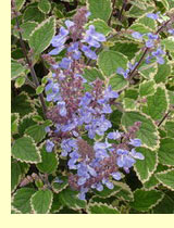 Шпороцвотник (Plectranthus (L.)Her.) Шпороцвотник (Plectranthus (L.)Her.)